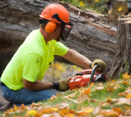 tree services Mount Blanchard